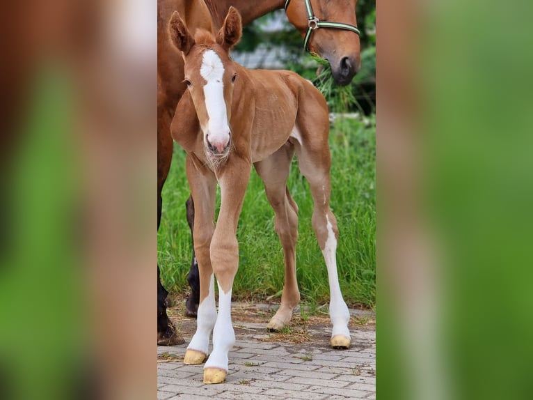Zangersheider Stallion 1 year 16,1 hh Chestnut-Red in Schnega Schnega