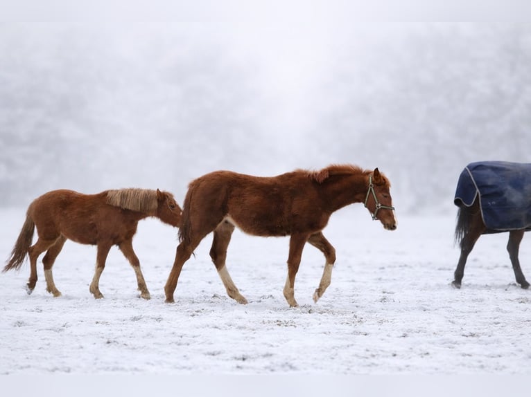Zangersheider Stallion 1 year 16,1 hh Chestnut-Red in Schnega Schnega