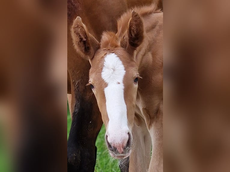 Zangersheider Stallion 1 year 16,1 hh Chestnut-Red in Schnega Schnega