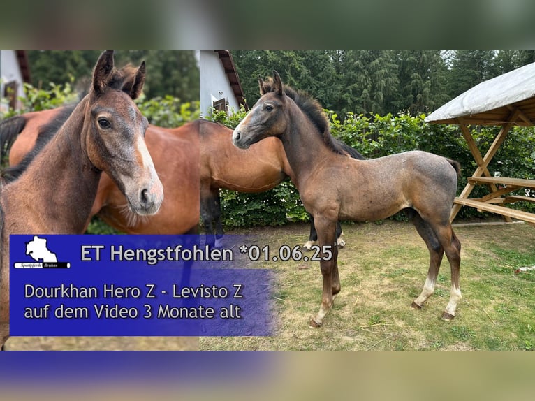 Zangersheider Stallion 1 year 16,1 hh Grey in Seetz