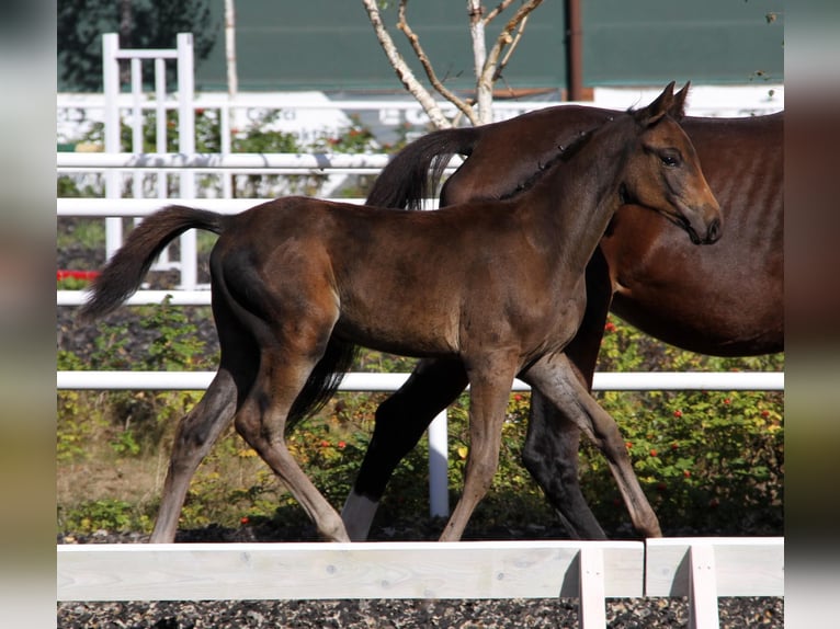 Zangersheider Stallion 1 year 16,3 hh Smoky-Black in Budy Mszczonowskie
