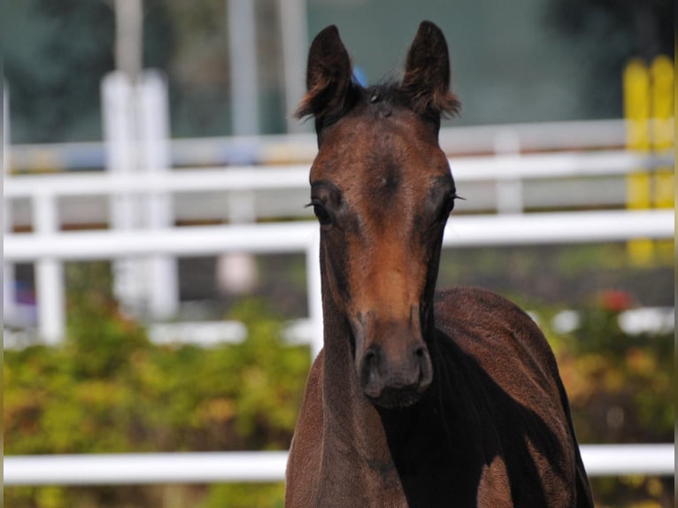 Zangersheider Stallion 1 year 16,3 hh Smoky-Black in Budy Mszczonowskie