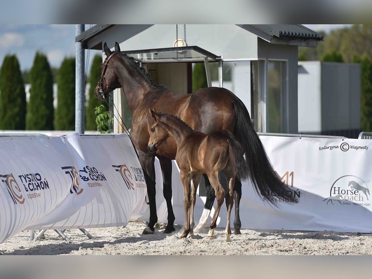 Zangersheider Stallion 1 year 16,3 hh Smoky-Black in Budy Mszczonowskie