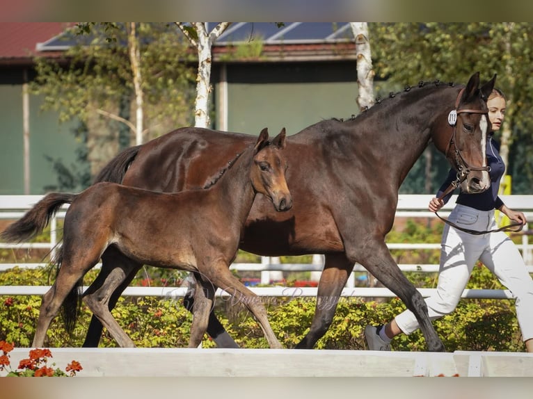 Zangersheider Stallion 1 year 16,3 hh Smoky-Black in Budy Mszczonowskie