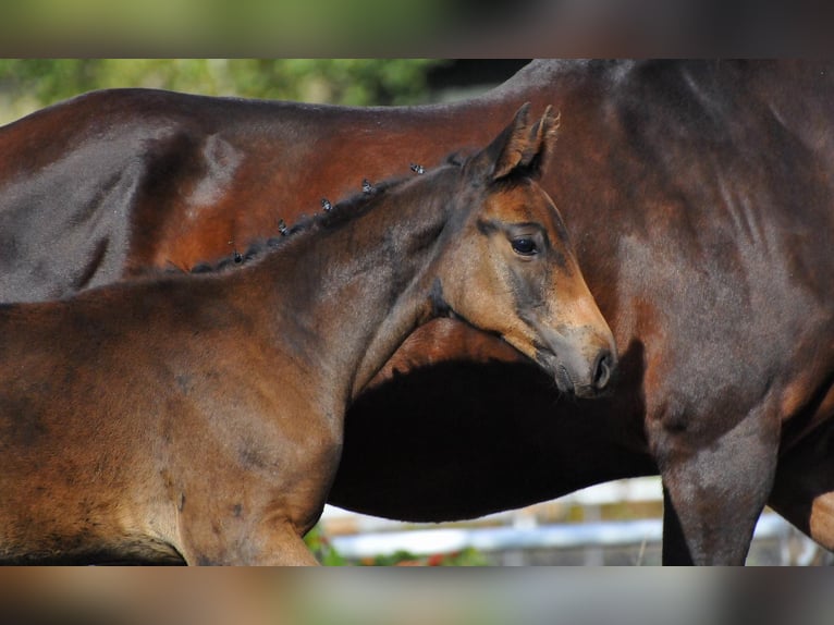 Zangersheider Stallion 1 year 16,3 hh Smoky-Black in Budy Mszczonowskie