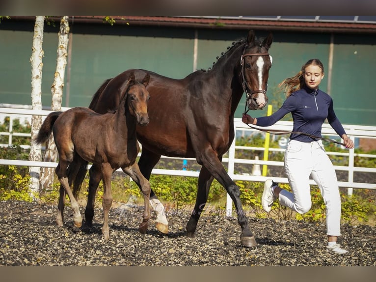 Zangersheider Stallion 1 year 16,3 hh Smoky-Black in Budy Mszczonowskie