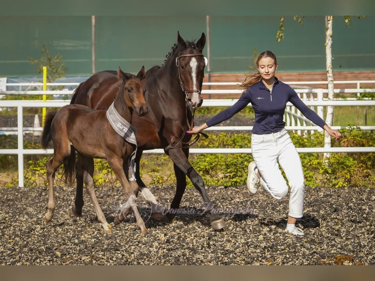 Zangersheider Stallion 1 year 16,3 hh Smoky-Black in Budy Mszczonowskie