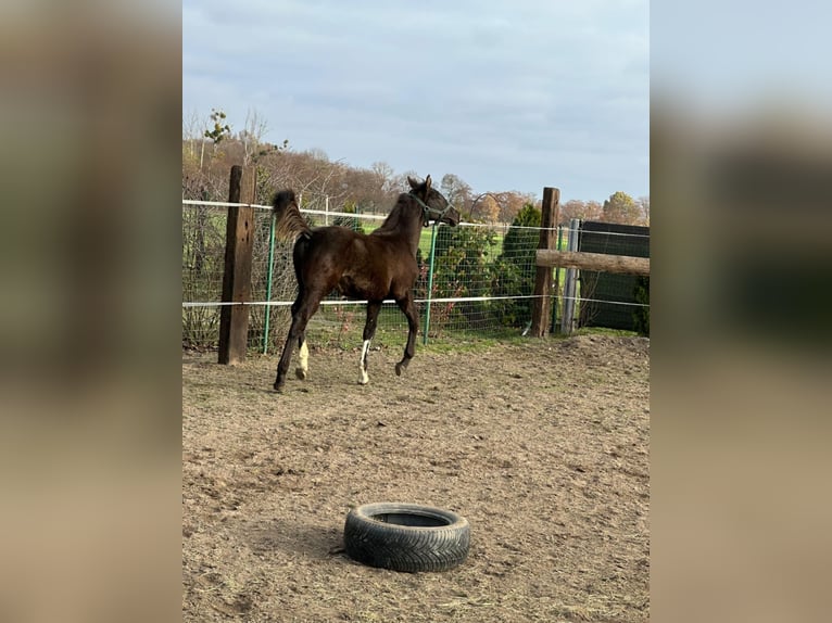 Zangersheider Mix Stallion 1 year 17 hh Black in Karmin