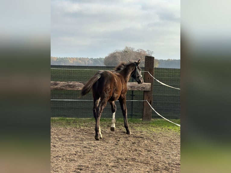 Zangersheider Mix Stallion 1 year 17 hh Black in Karmin