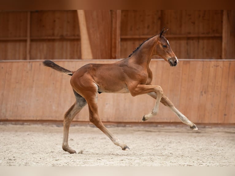 Zangersheider Stallion 1 year 17 hh Brown in Bobrowice