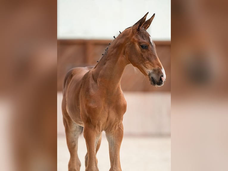 Zangersheider Stallion 1 year 17 hh Brown in Bobrowice