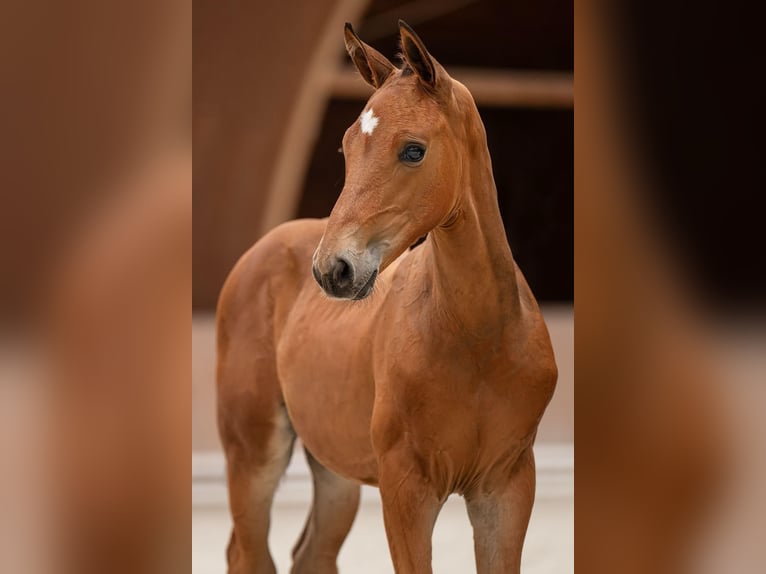 Zangersheider Stallion 1 year 17 hh Brown in Bobrowice