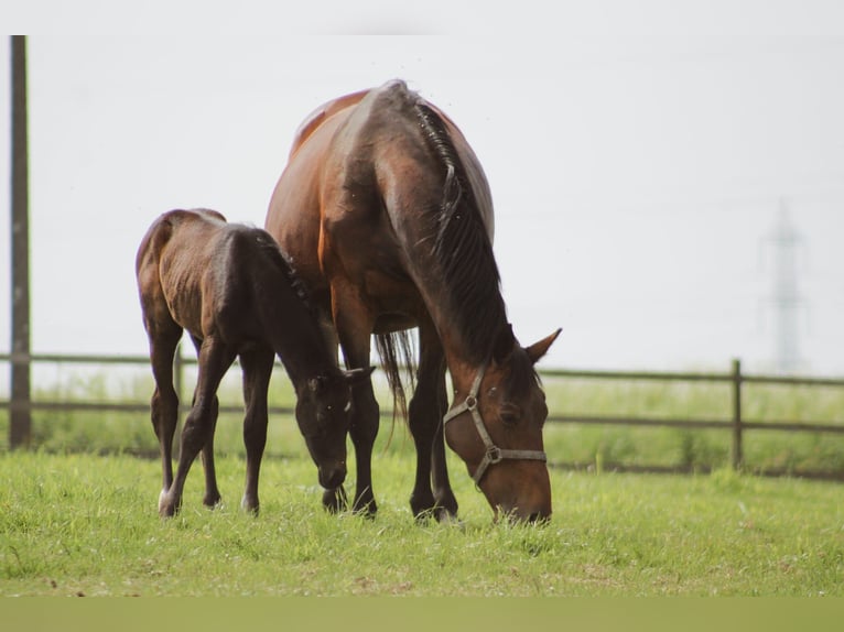 Zangersheider Stallion 1 year 9,2 hh Gray in GROTE-BROGEL