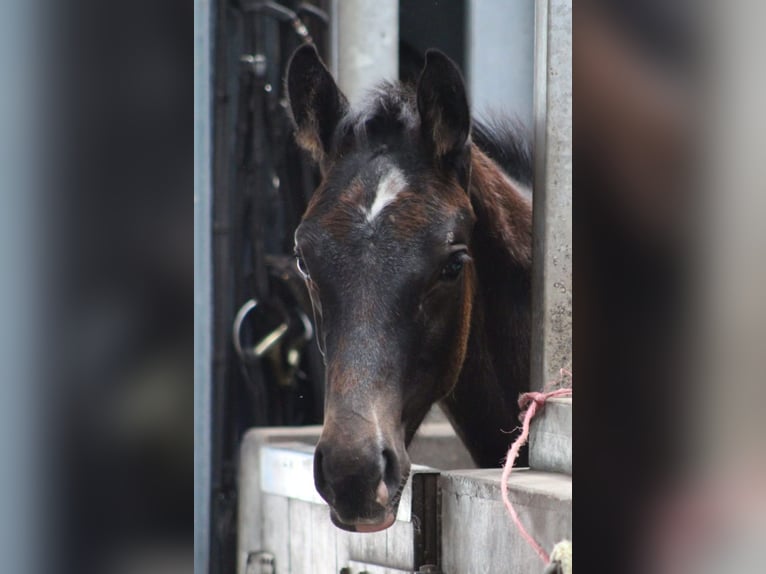 Zangersheider Stallion 1 year 9,2 hh Gray in GROTE-BROGEL