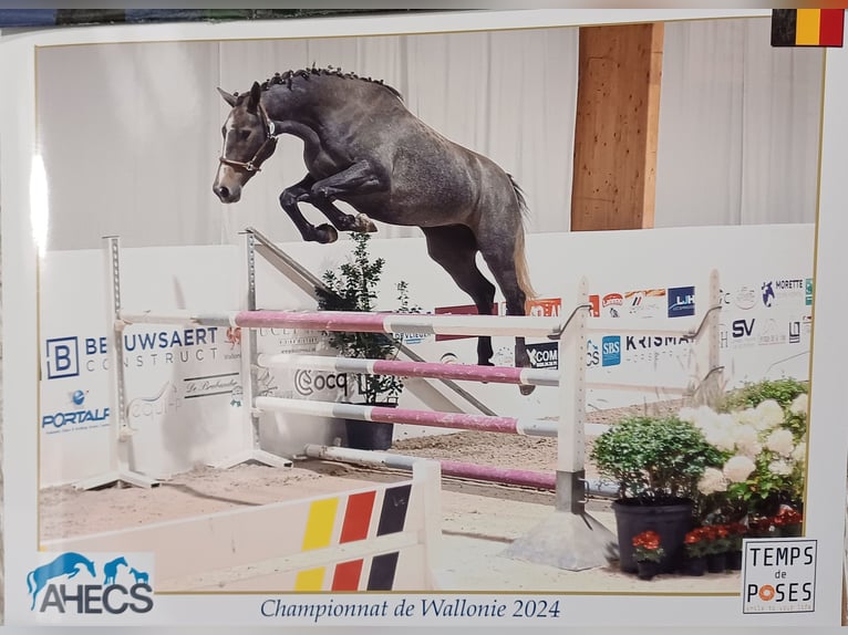 Zangersheider Stallion 1 year 9,2 hh Gray in GROTE-BROGEL