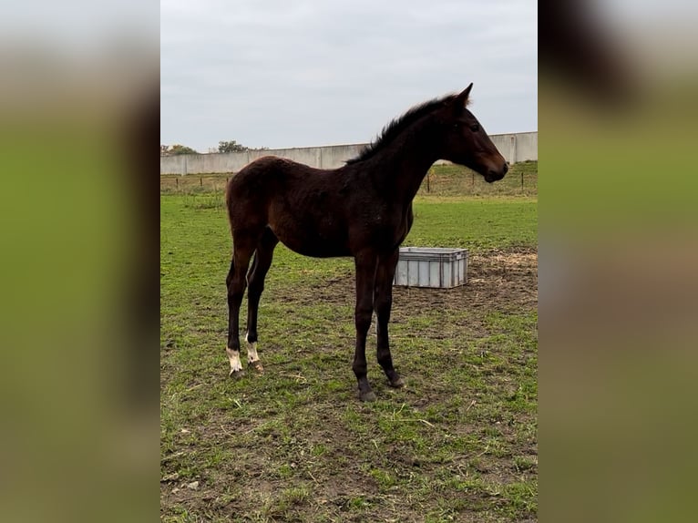 Zangersheider Stallion 1 year Bay-Dark in Belfeld