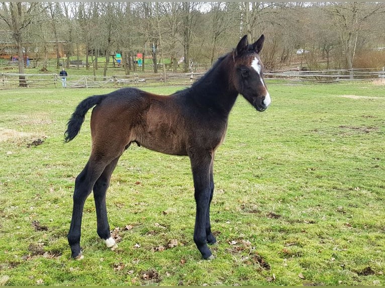 Zangersheider Stallion 1 year Bay-Dark in Göhrde Plumbohm