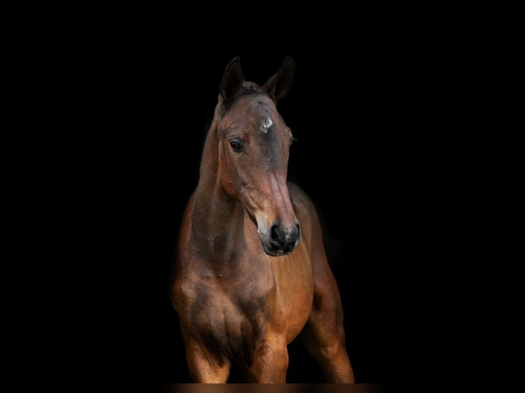 Zangersheider Stallion 1 year Bay in Tök