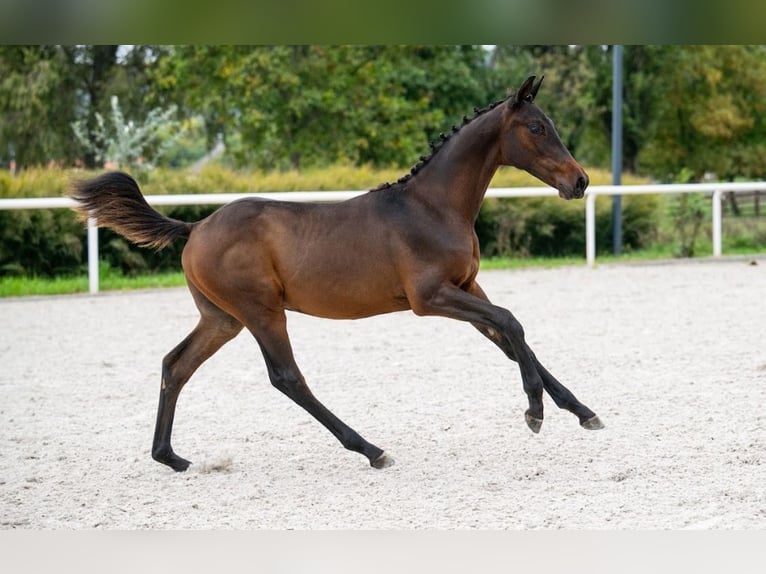 Zangersheider Stallion 1 year Bay in Tök