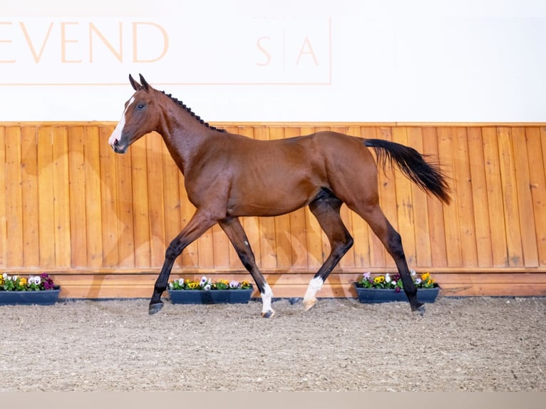 Zangersheider Stallion 1 year Bay in Tök