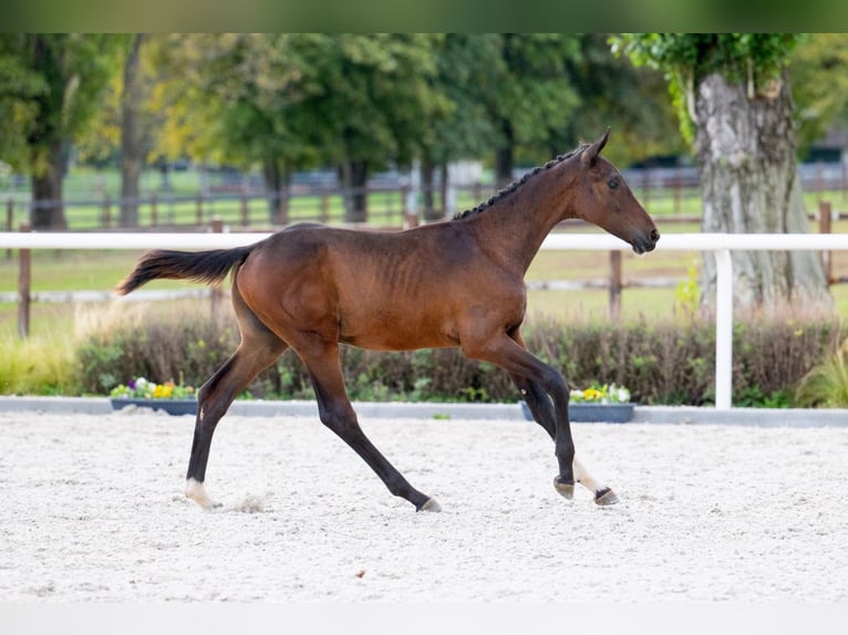 Zangersheider Stallion 1 year Bay in Tök