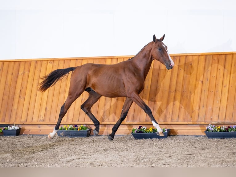 Zangersheider Stallion 1 year Bay in Tök