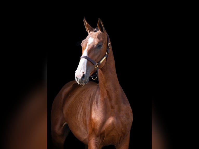 Zangersheider Stallion 1 year Bay in Tök