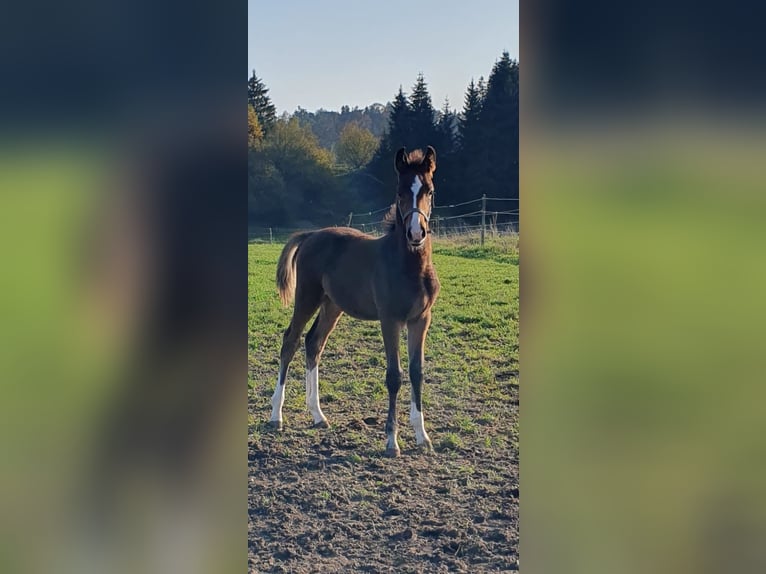 Zangersheider Stallion 1 year Brown in Bayerisch Gmain