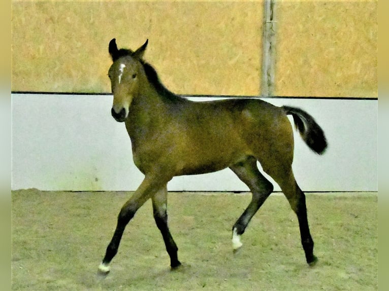 Zangersheider Stallion 1 year Brown in Dierdorf