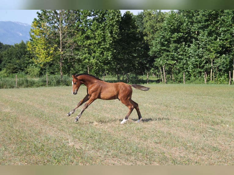 Zangersheider Stallion 1 year Brown in Flumignano