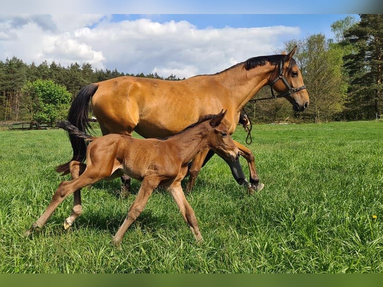 Zangersheider Stallion 1 year Brown in Göhrde Plumbohm