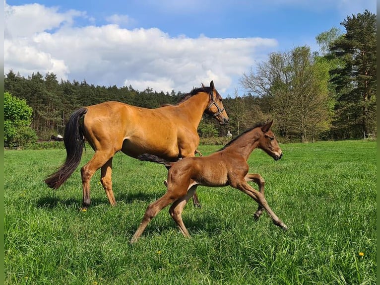 Zangersheider Stallion 1 year Brown in Göhrde Plumbohm