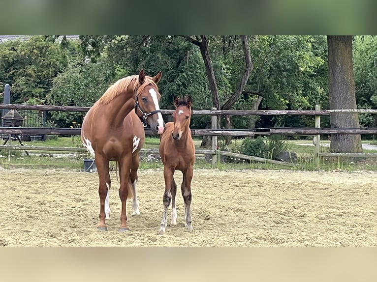 Zangersheider Stallion 1 year Brown in Kevelaer