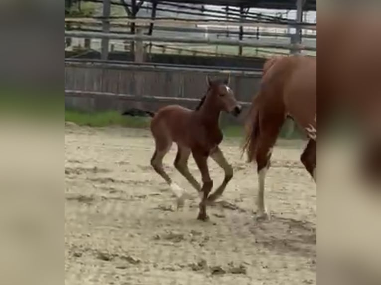 Zangersheider Stallion 1 year Brown in Kevelaer