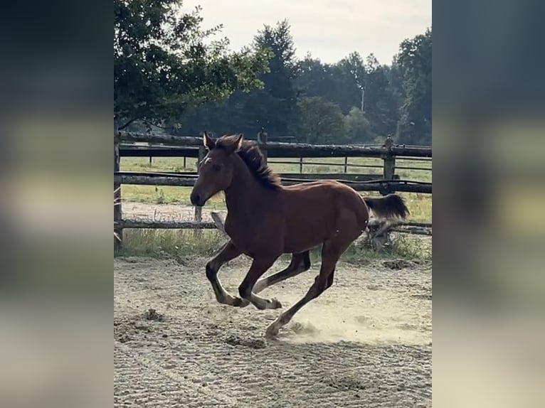 Zangersheider Stallion 1 year Brown in Kevelaer