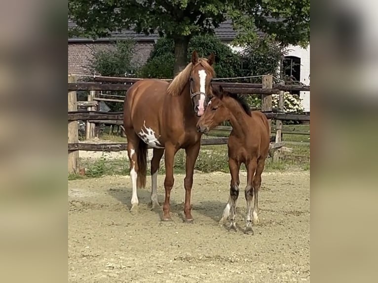 Zangersheider Stallion 1 year Brown in Kevelaer