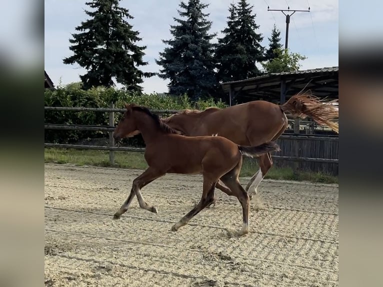 Zangersheider Stallion 1 year Brown in Kevelaer