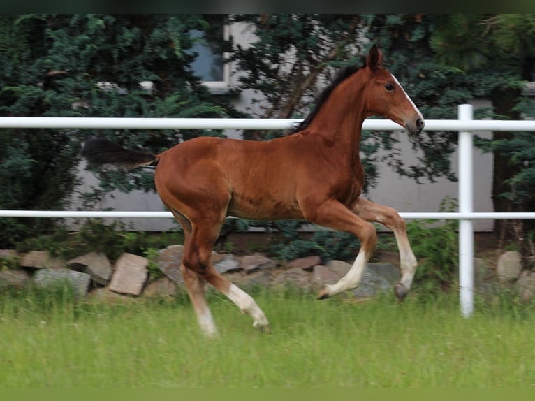 Zangersheider Stallion 1 year Brown in Nowy Tomysl