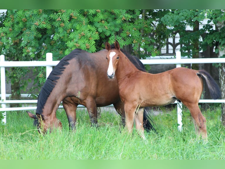 Zangersheider Stallion 1 year Brown in Nowy Tomysl