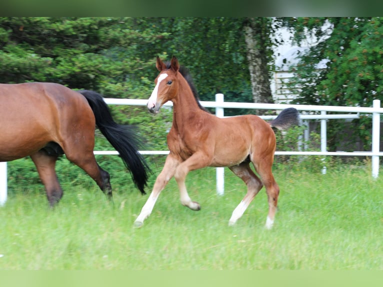 Zangersheider Stallion 1 year Brown in Nowy Tomysl