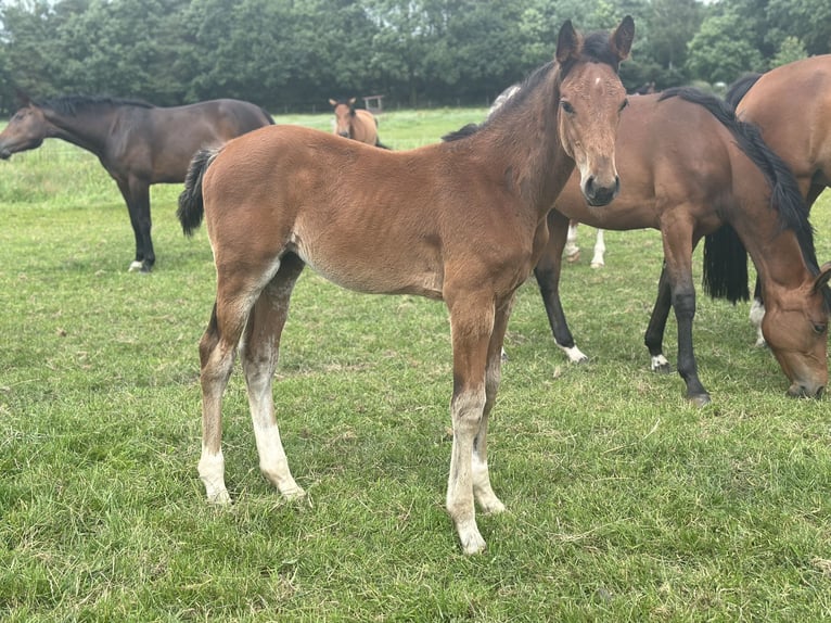 Zangersheider Stallion 1 year Brown in Schwarmstedt