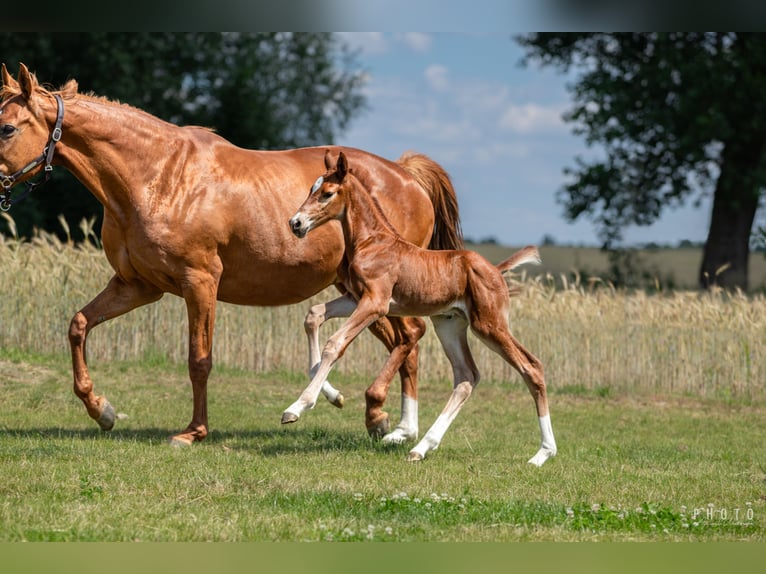 Zangersheider Stallion 1 year Brown in &#x15A;wiekatowo