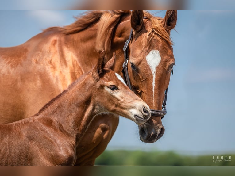 Zangersheider Stallion 1 year Brown in &#x15A;wiekatowo