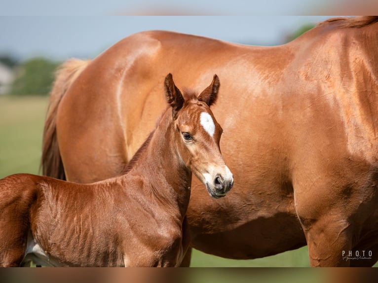 Zangersheider Stallion 1 year Brown in &#x15A;wiekatowo