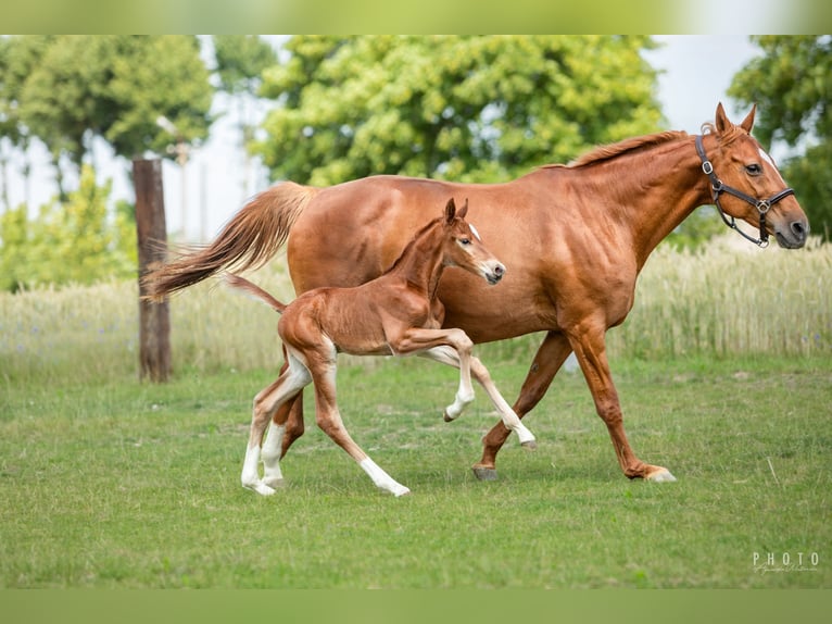 Zangersheider Stallion 1 year Brown in &#x15A;wiekatowo