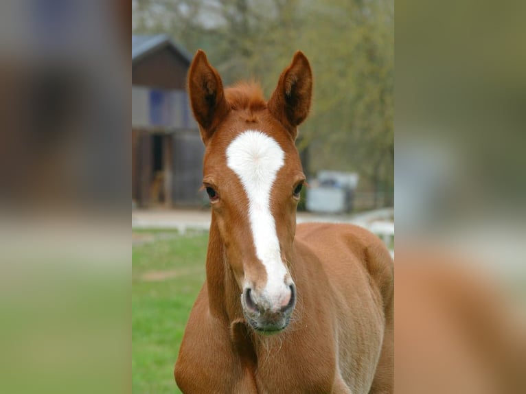 Zangersheider Stallion 1 year Can be white in Göhrde Plumbohm