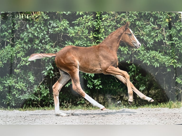 Zangersheider Stallion 1 year Chestnut-Red in Boortmeerbeek