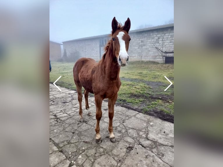 Zangersheider Stallion 1 year Chestnut-Red in Poznań