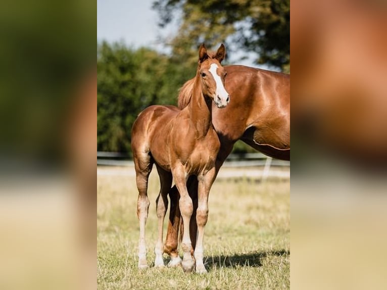 Zangersheider Stallion 1 year Chestnut-Red in Poznań