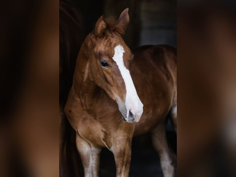 Zangersheider Stallion 1 year Chestnut-Red in Poznań